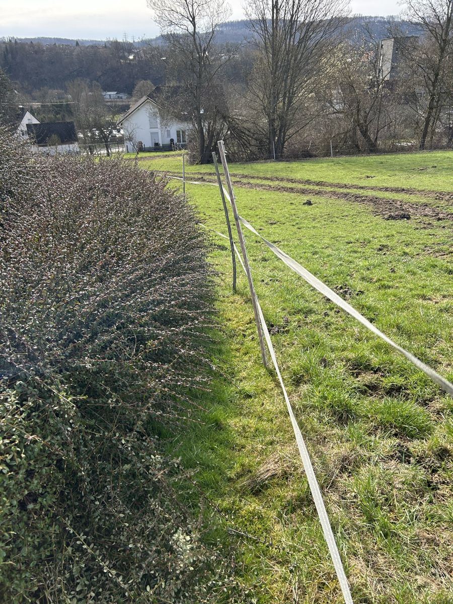 Vorher: verwilderte Hecke am Feldrand